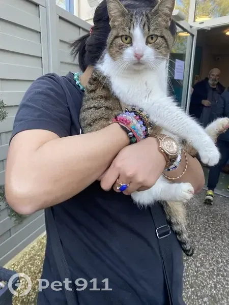 Chat docile trouvé à Chaulgnes - photo