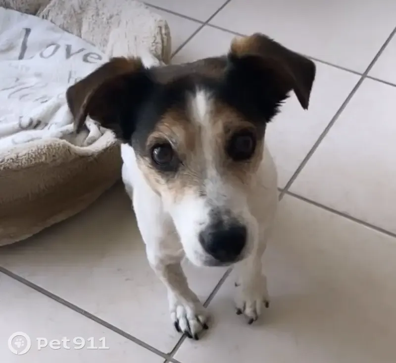 Dora, Jack Russell âgée perdue - photo