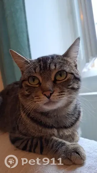 Seth, chat tigré perdu à Millau - photo
