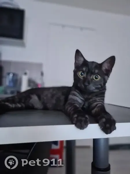 Chat gris tigré perdu à Lillers - photo