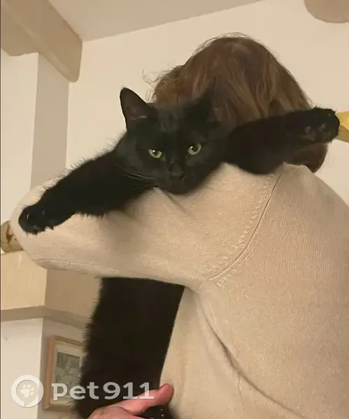 Yoko, chatte noire perdue à Hyères - photo