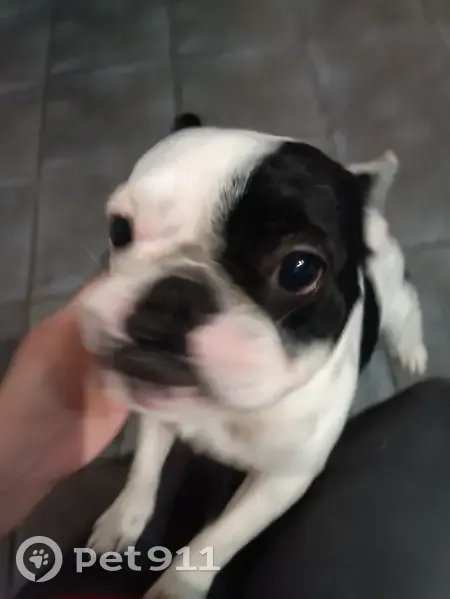 Chien bouledogue retrouvé à Vanzac - photo