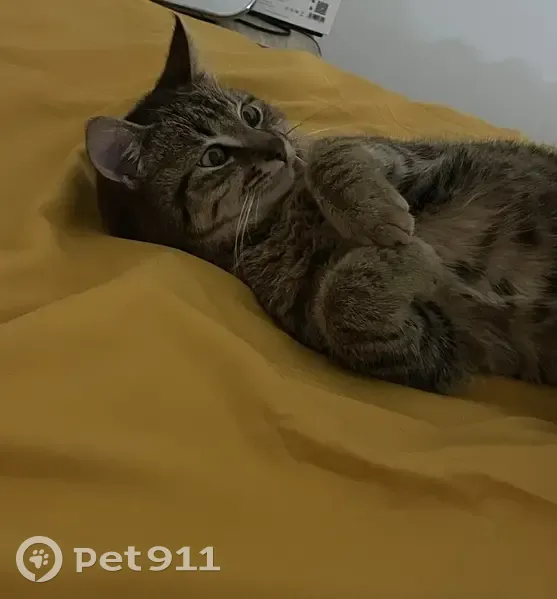 Chat gris perdu à Vannes - photo
