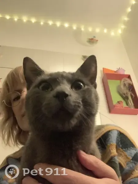 Chaton gris perdu récupéré - photo