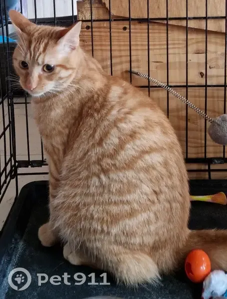 Chat roux tigré trouvé à Doux - photo