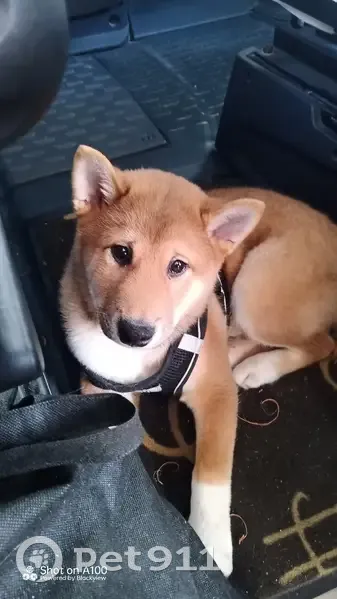 Alerte: Chiot Shiba Inu Perdu - photo