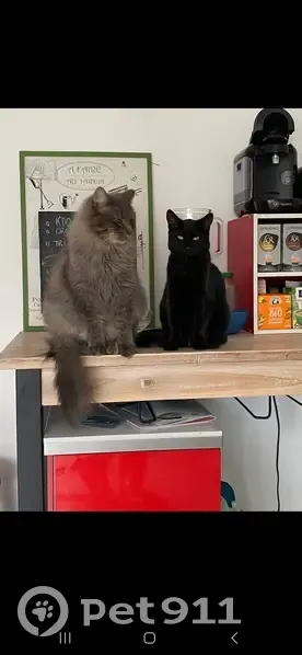 Chat noir disparu à Beaugas - photo