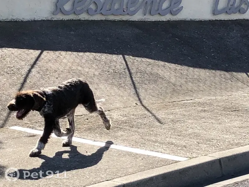 Chien perdu à Bompas retrouvé - photo