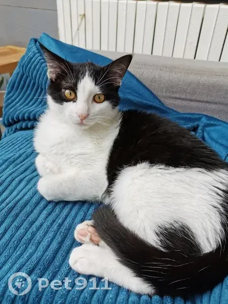 Chat Tsuky Perdu - Chambon - photo