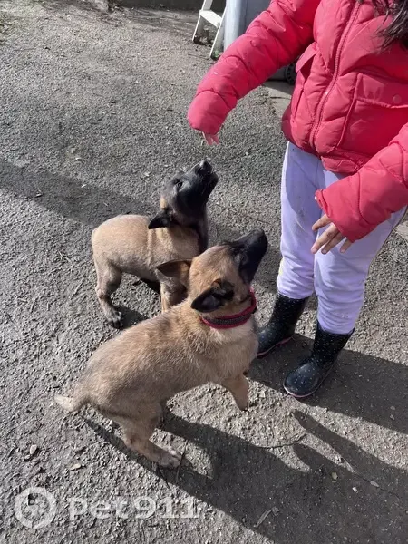 Perdus: 2 Malinois, Tours 12/02 - photo