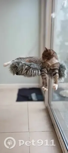 Chat gris perdu à Tourcoing - photo