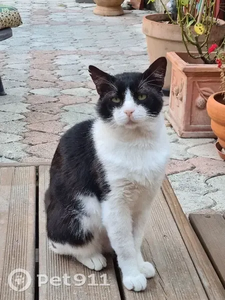 Chat noir et blanc perdu à Seguret - photo
