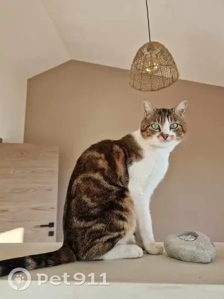 Avis de recherche: Chat Sparco - photo