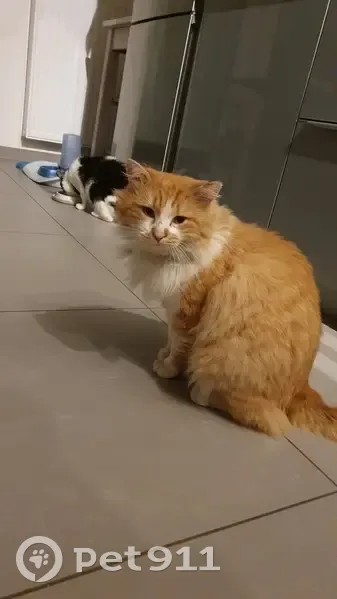 Chat trouvé, œil infecté, chez véto - photo