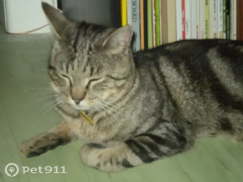 Chat tigré senior perdu à Éblange - photo