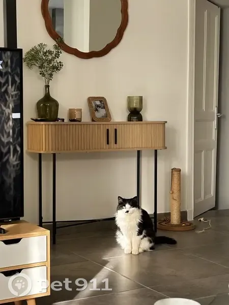 Chat noir et blanc perdu - photo