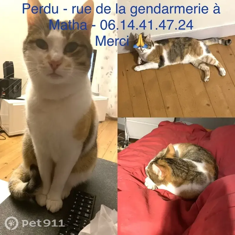 Chat tricolore perdu à Matha - photo
