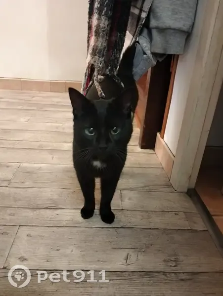 Chat mâle perdu, tache blanche - photo