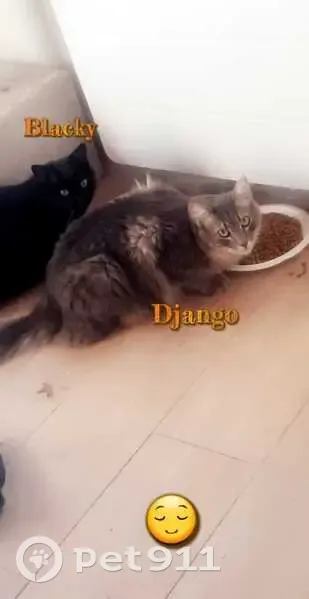 Avis de recherche: Blacky & Django - photo