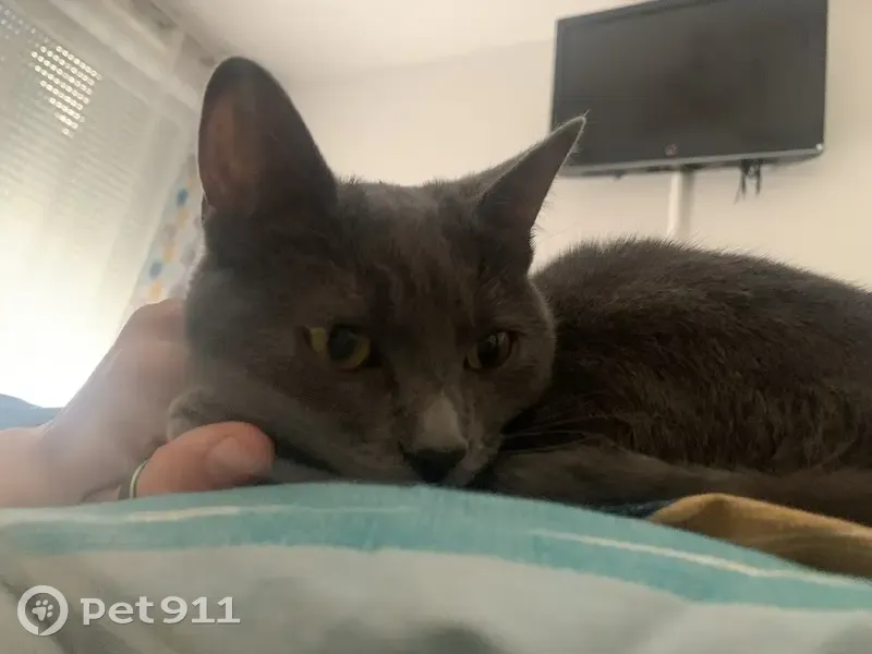 Athena, chat gris fugue - photo