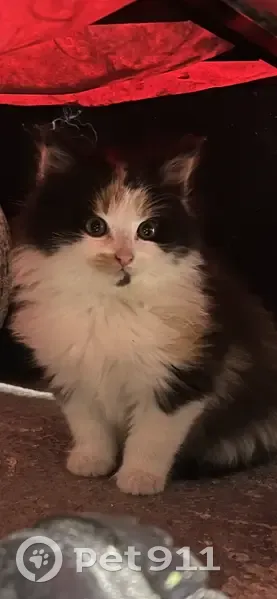 Chatte perdue près de Le Rozel - photo