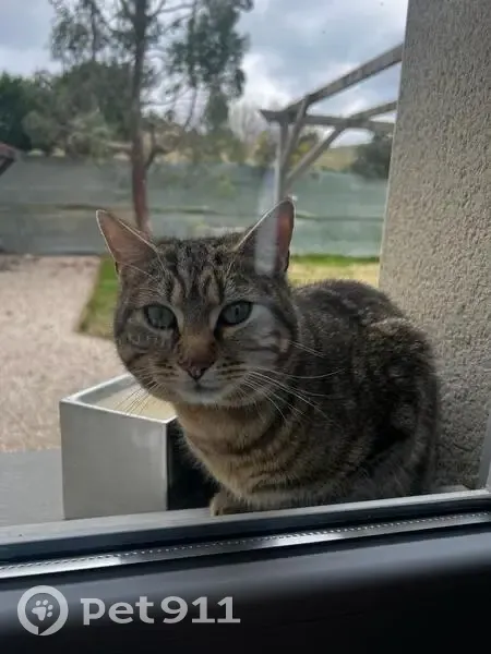 Chat amical perdu à Pommiers - photo