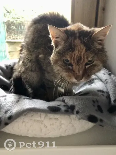 Chat tigré affectueux trouvé à Mionnay - photo