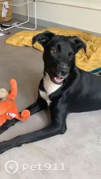 Appel: Chienne Kira disparue - photo