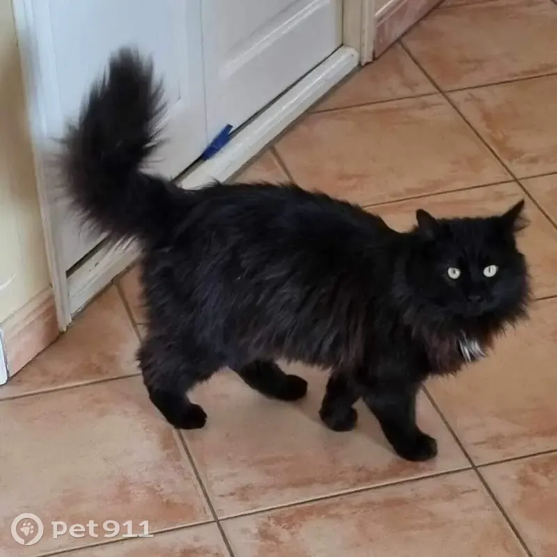 Tequila, chat perdu le 13/02, St Hippolyte - photo