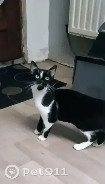 Chaton noir et blanc perdu - Roubaix - photo