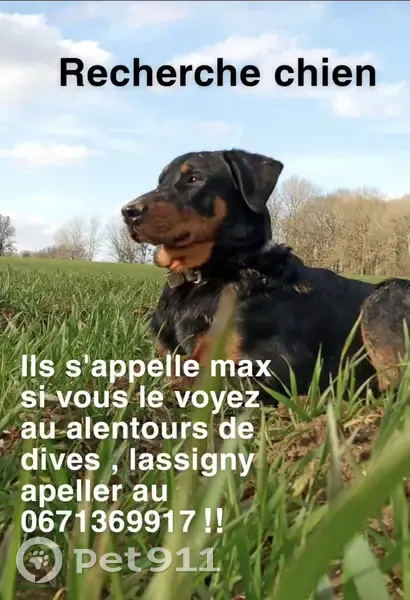 Alerte: Chien Max, beauceron/rottweiler - photo