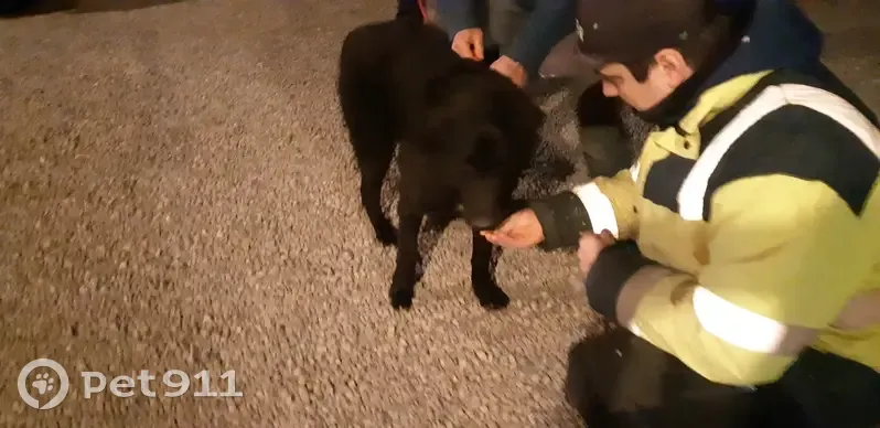 Labrador croisé trouvé à Val-Sonnette - photo