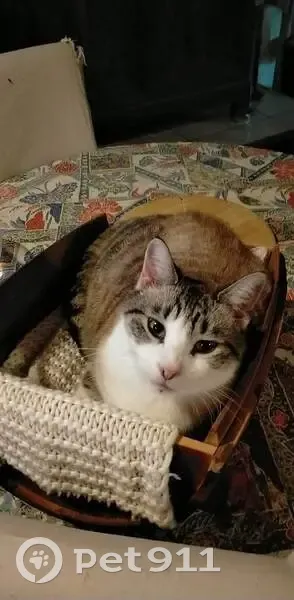 Chat Titine blanc disparu à Cherval - photo