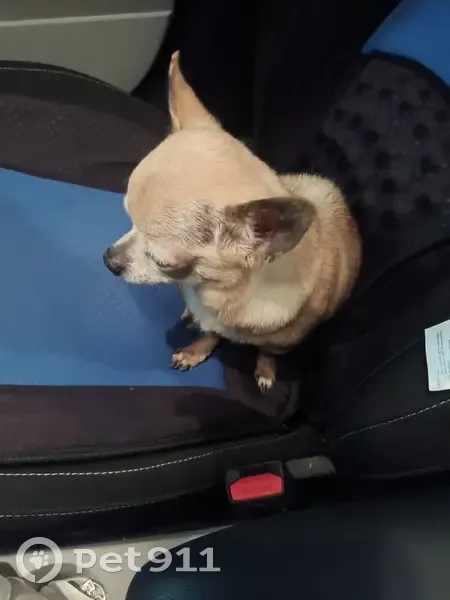Chiot crème perdu à La Maisonneraie - photo