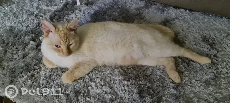 Chat blanc/beige Pipoca perdu - photo