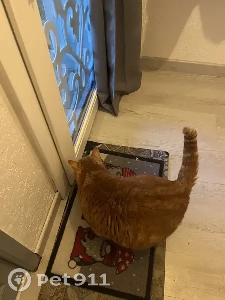 Chat roux trouvé à Lunel - photo