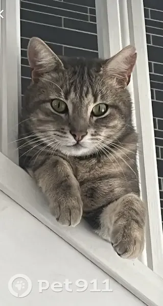 Chat perdu à Villers-aux-Nœuds - photo