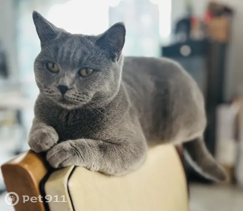 Chatte grise Tacha perdue - photo
