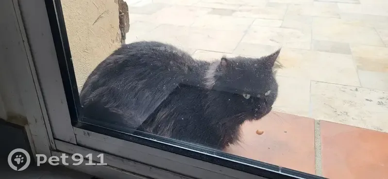 Chat âgé trouvé près de Hyères - photo