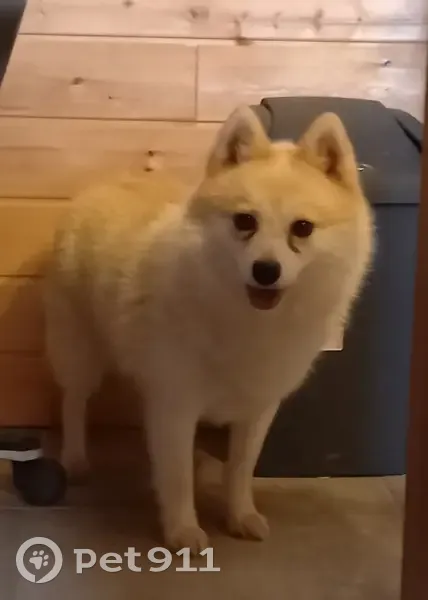 Sidonie, Pomsky perdu à Brest - photo