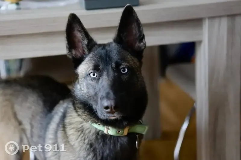Chien Perdu: Malinoise X Husky - photo