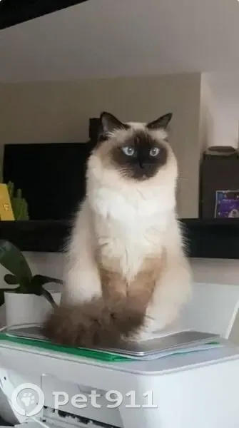 Chat perdu: Birmanie, Dijon - photo