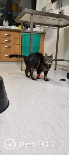 Chat diabétique cherche foyer - photo