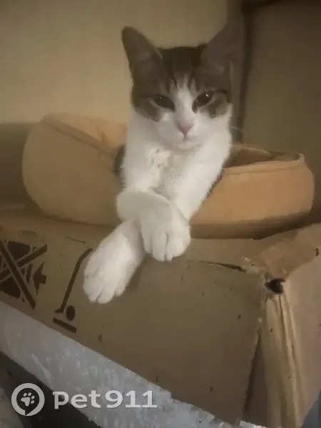 Chatte tigrée disparue à Cantin - photo