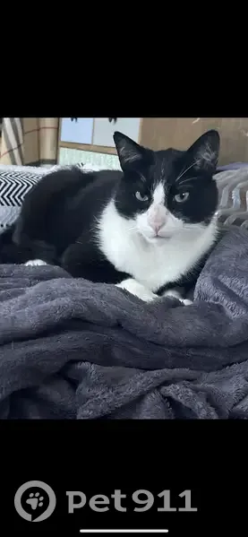 Chat noir et blanc TITI perdu - photo