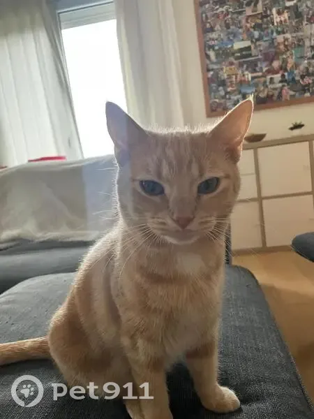 Chatte perdue, pucée, 2 ans - Rouen - photo
