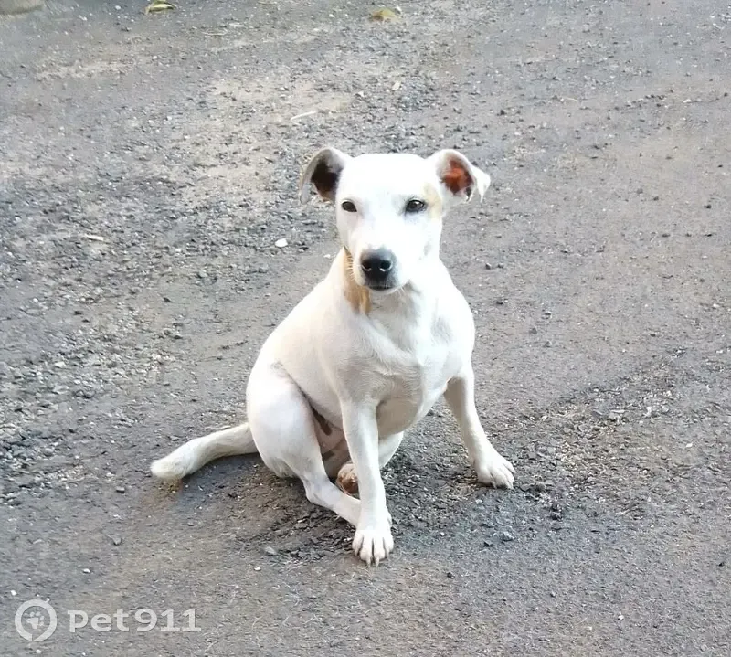 Jack Russell perdu au Massegros - photo