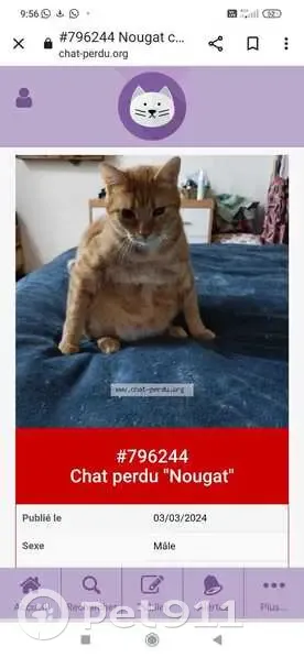 Chat roux perdu à Chéu - Aidez! - photo