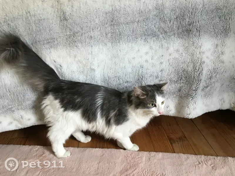 Chat câlin trouvé à Talence - photo