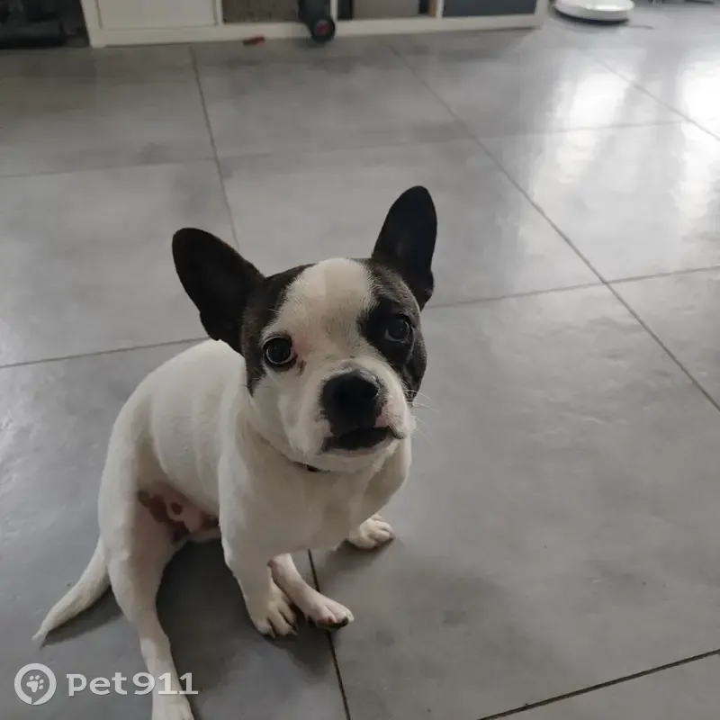 Chien perdu à la Chambotte - photo